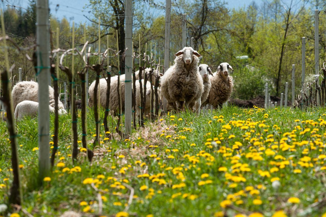Weingut Georgium Bed & Breakfast Sankt Georgen am Langsee Luaran gambar